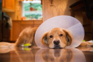 Golden Retriever with a cone collar for spay and neuter services
