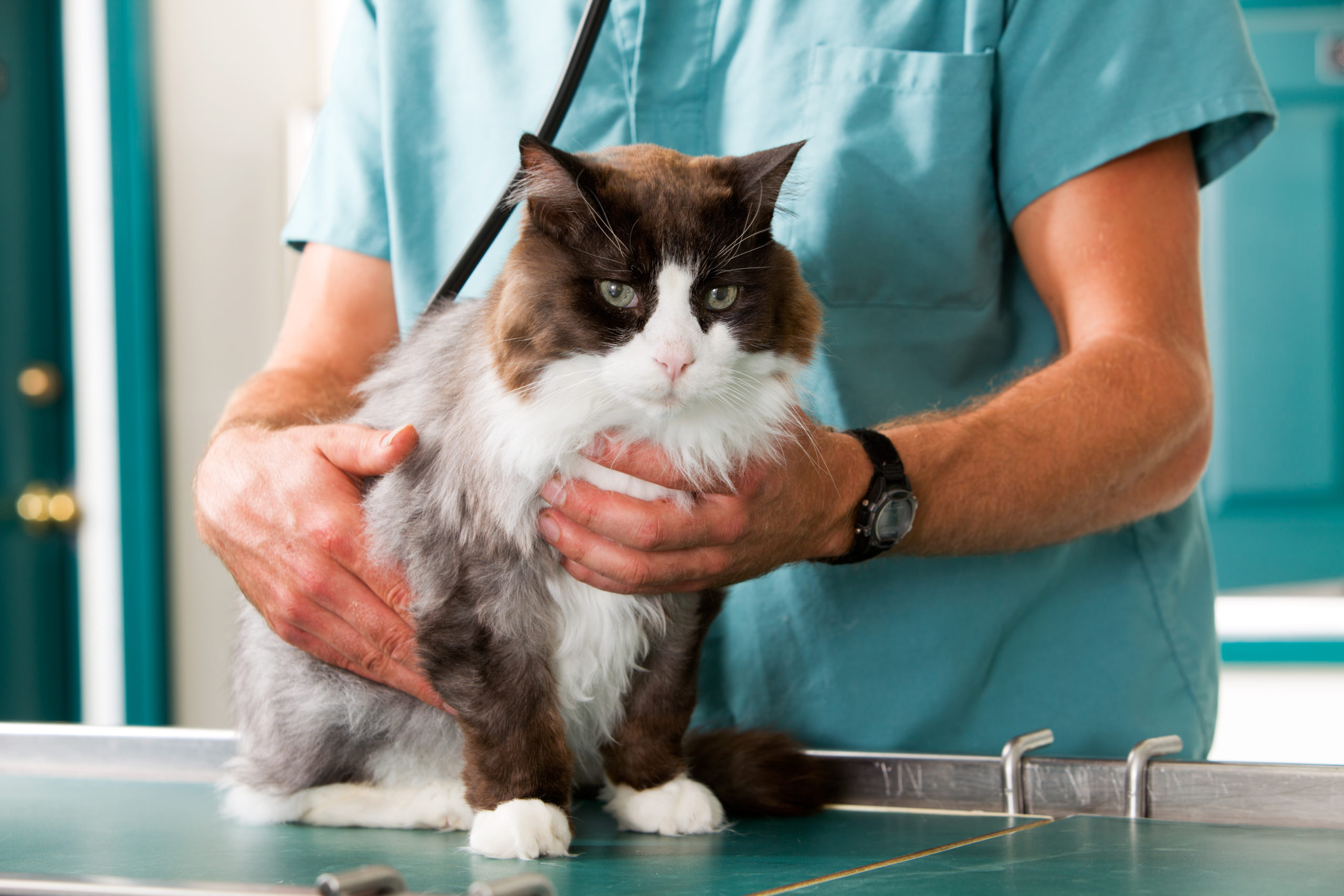 Cat recieving a vaccine checkup