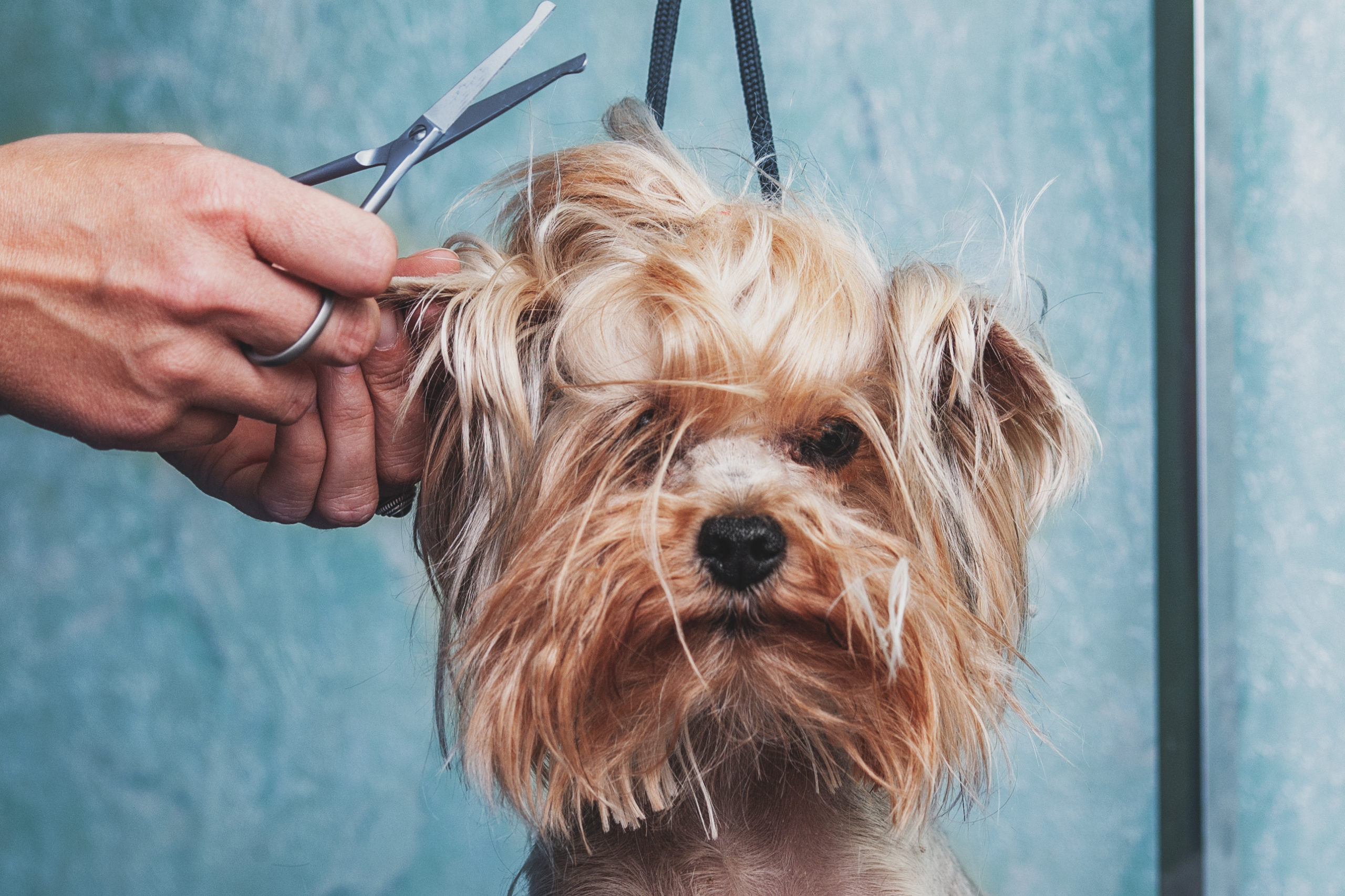 woman hand Grooming Yorkshire terrier dog