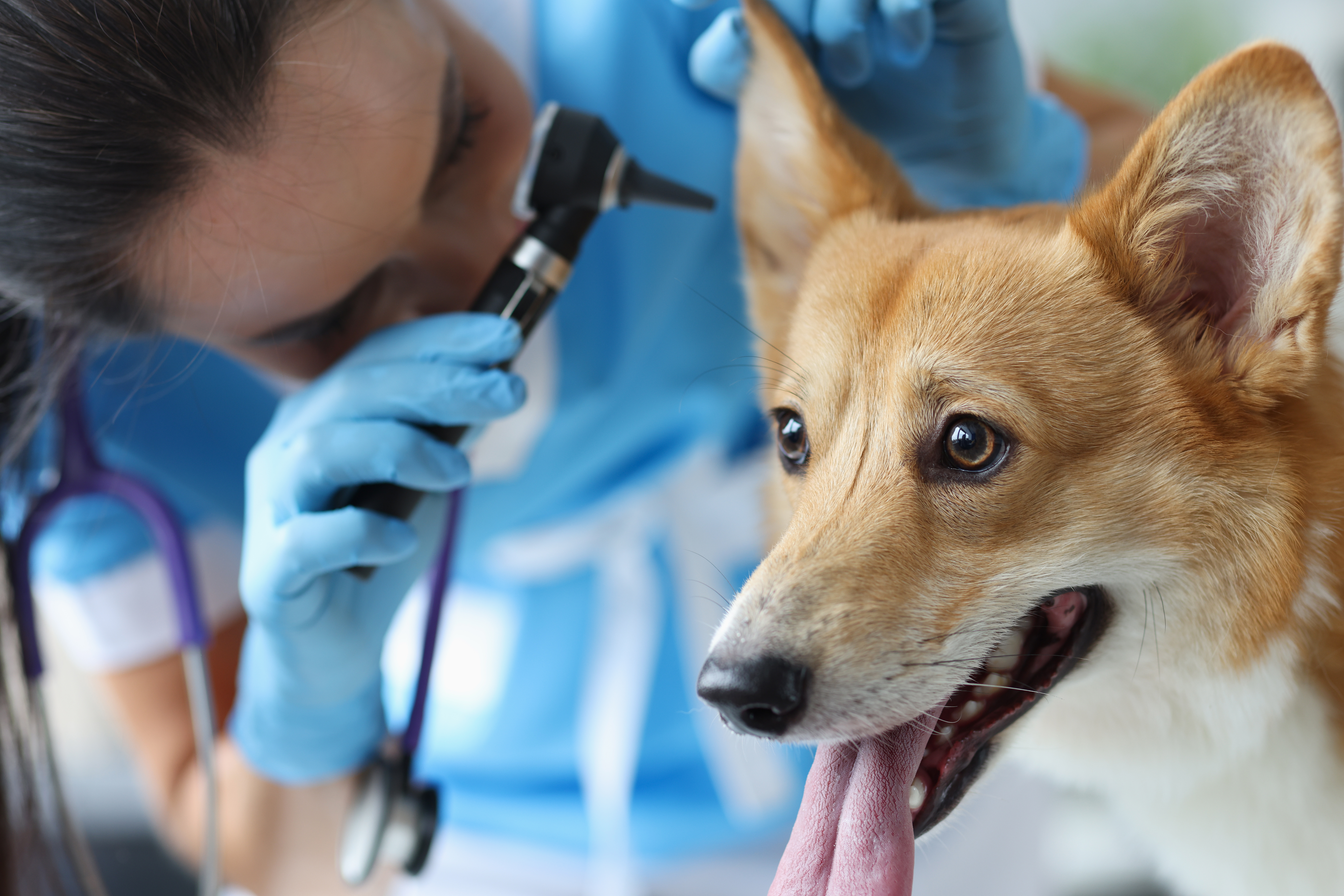 Auricle closup to check for diseases in the ear of a dog