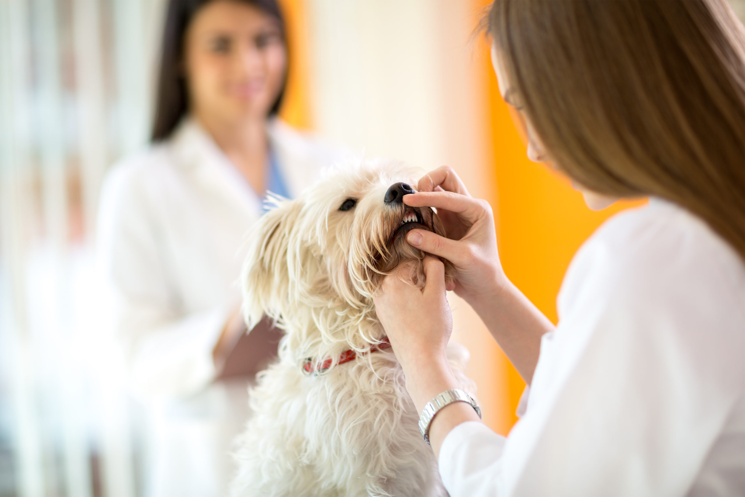 Checking a Maltese dog for dental care