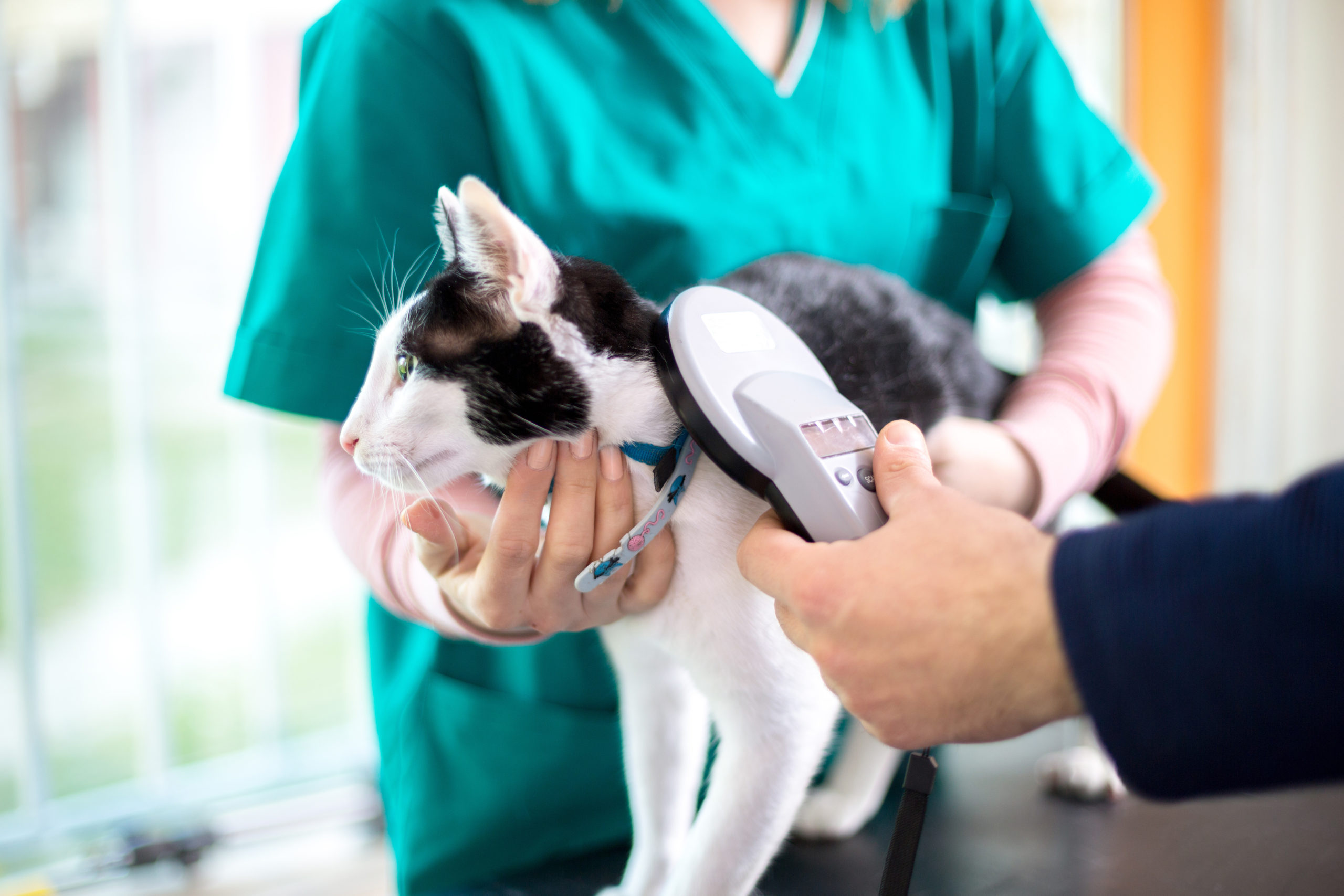 Veterinarian checking microchip of cat Microchipping a cat