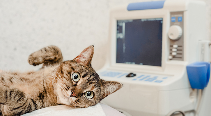 pet-ultrasound pet-ultrasound